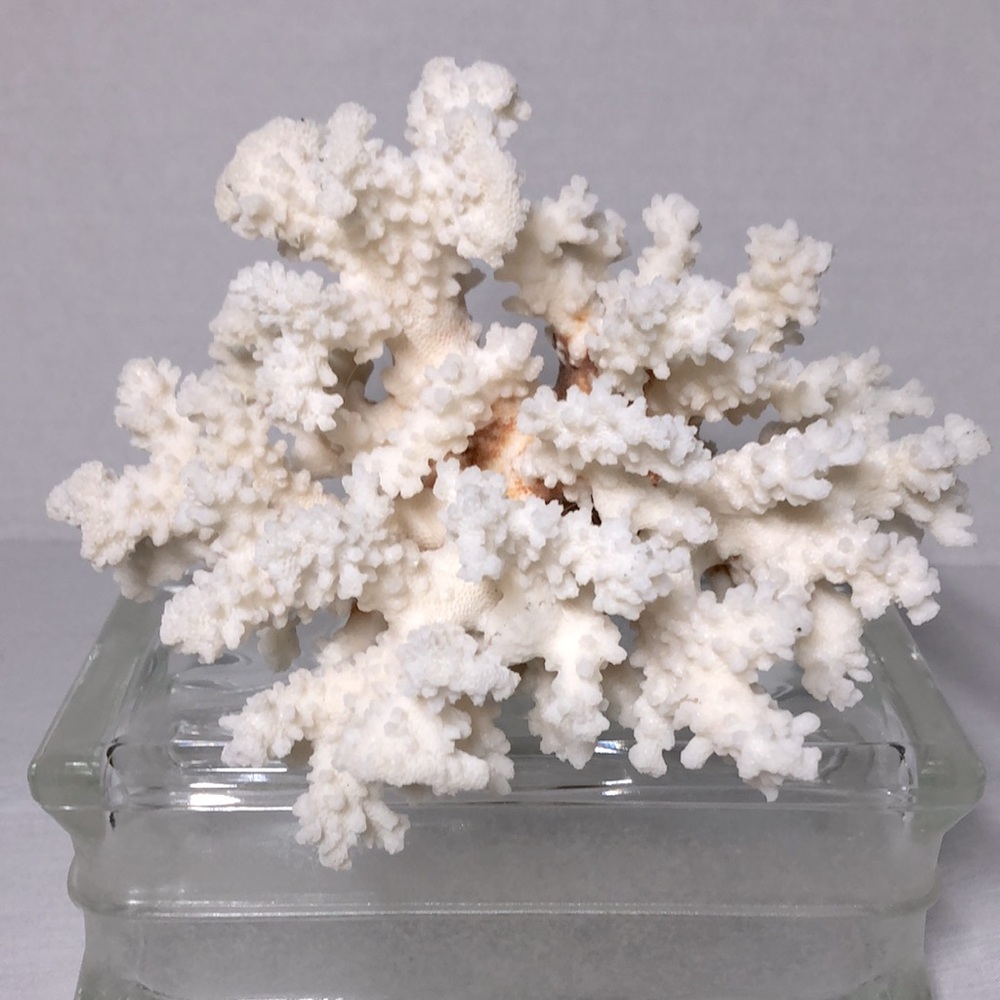 SEA CORAL TREE - Picture 2 of 8